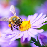 Bentley Seed Co. - Bee Kind Help Pollinators Kraft Bee - Flower Mix Seed Packets