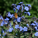 Bentley Seed Co. - Help Us Grow Forget Me Not - Forget Me Not Seed Packets
