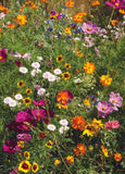 Bentley Seed Co. - Earth Day Peace and Flowers - Wildflower Mix Seed Packets