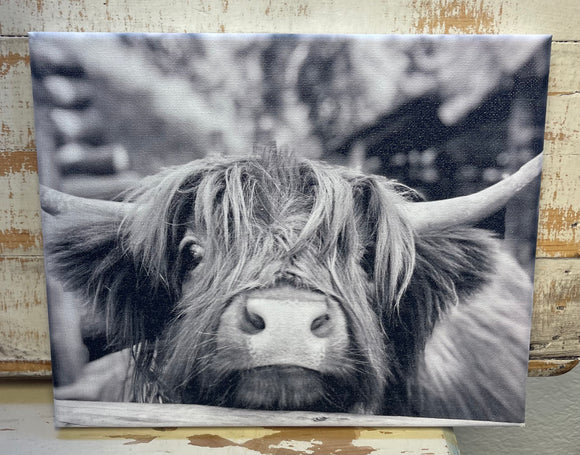 Highland Cow