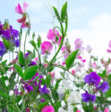 Bentley Seed Co. - Happy Birthday Sweet Pea - Sweet Pea Seed Packets