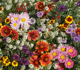 Bentley Seed Co. - God's Masterpiece - Bird & Butterfly Wildflower Mix Seed Packets