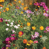 Bentley Seed Co. - Thinking of You Bouquet - Wildflower Mix Seed Packets