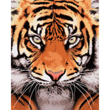 Tiger Face, by Aron Gadd - DIY Paint By Numbers KIt