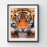Tiger Face, by Aron Gadd - DIY Paint By Numbers KIt